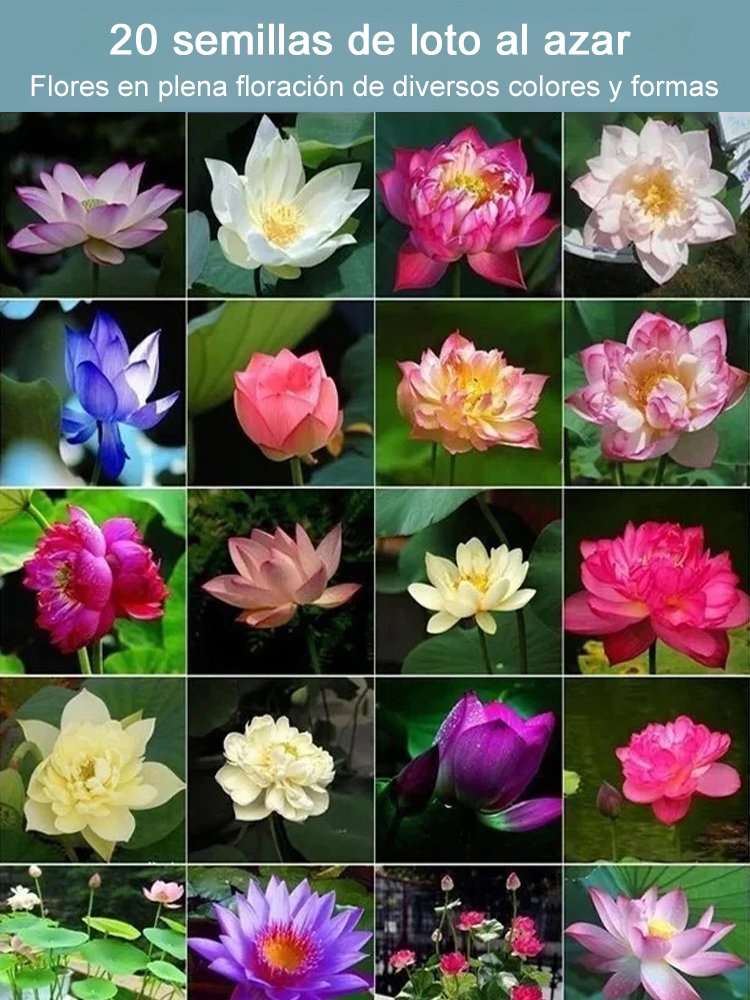 Semillas de loto acuático ornamental 