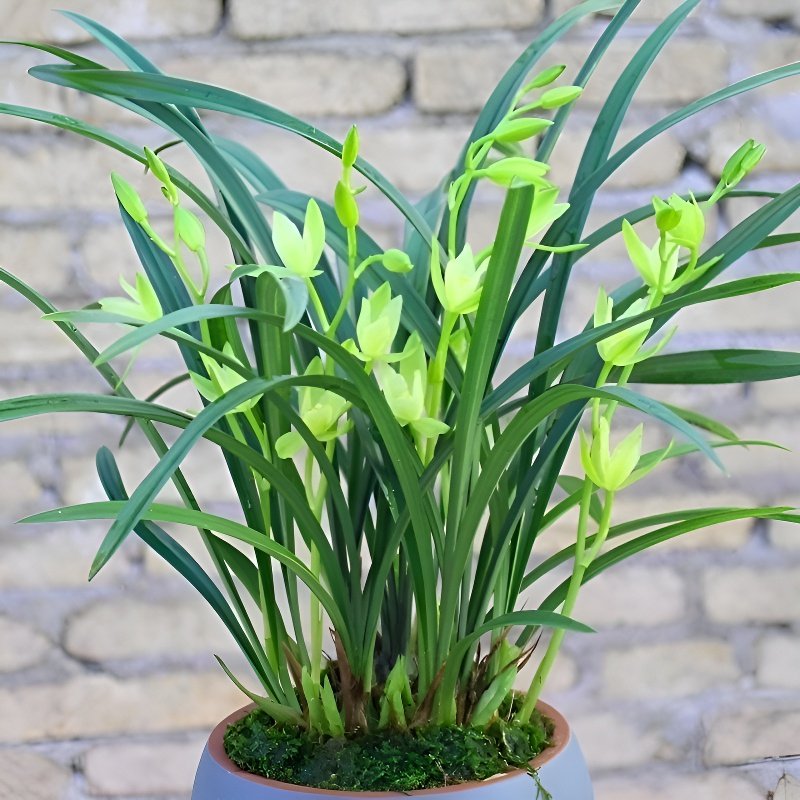 香水文心蘭苔蘚球