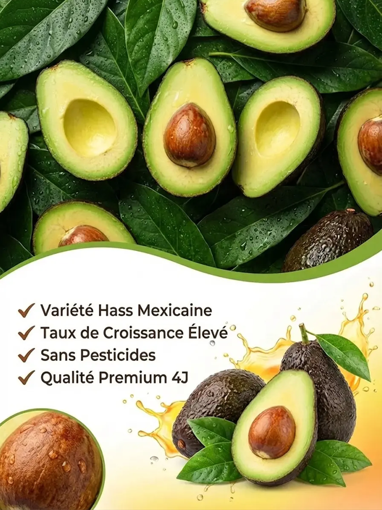 Avocatier Hass "Récolte Express" : Le Seul Arbre qui Résiste à -38°C