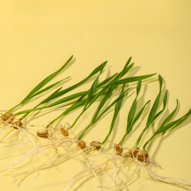 緑の植物の鉢