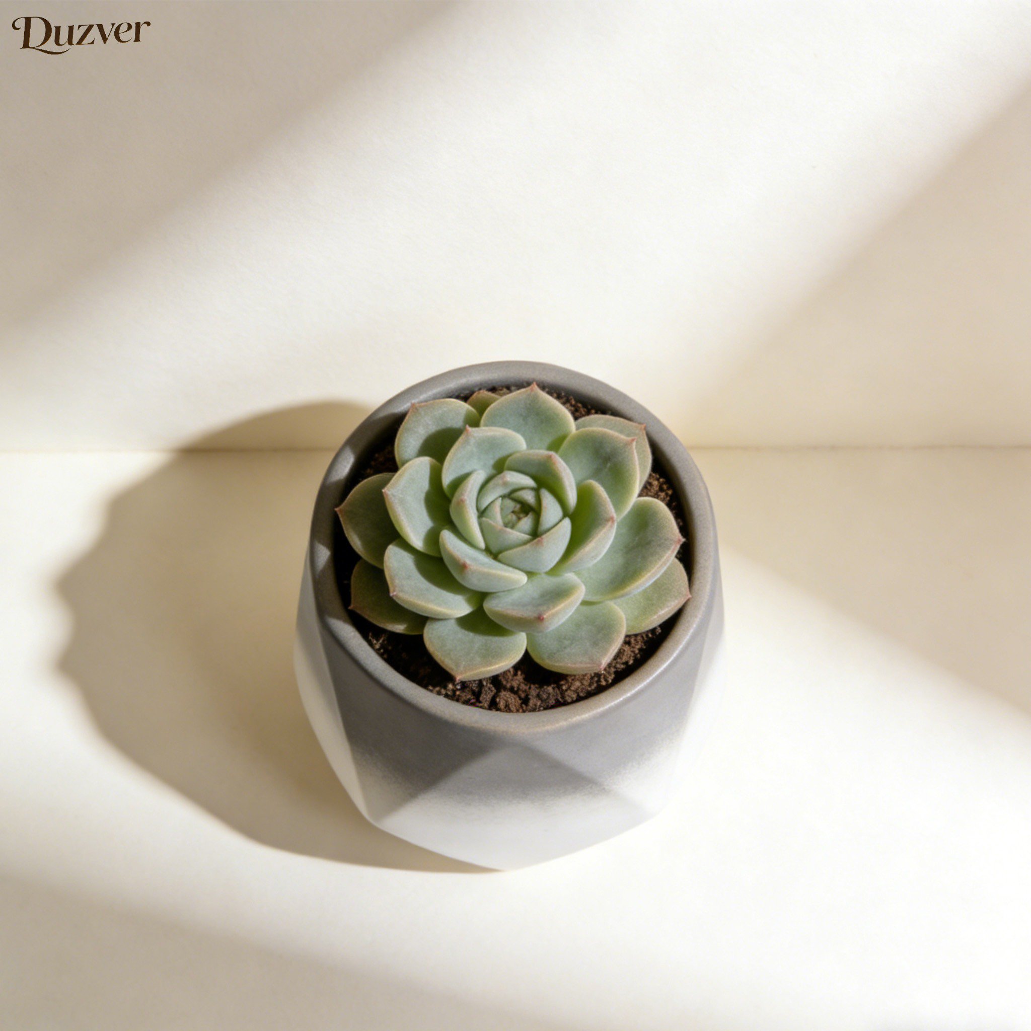 多肉盆栽 (3).jpg