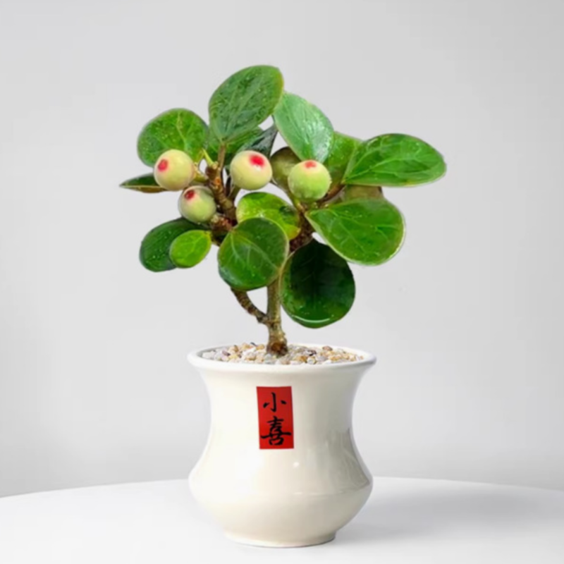 Fruiting Bodhi Tree Bonsai