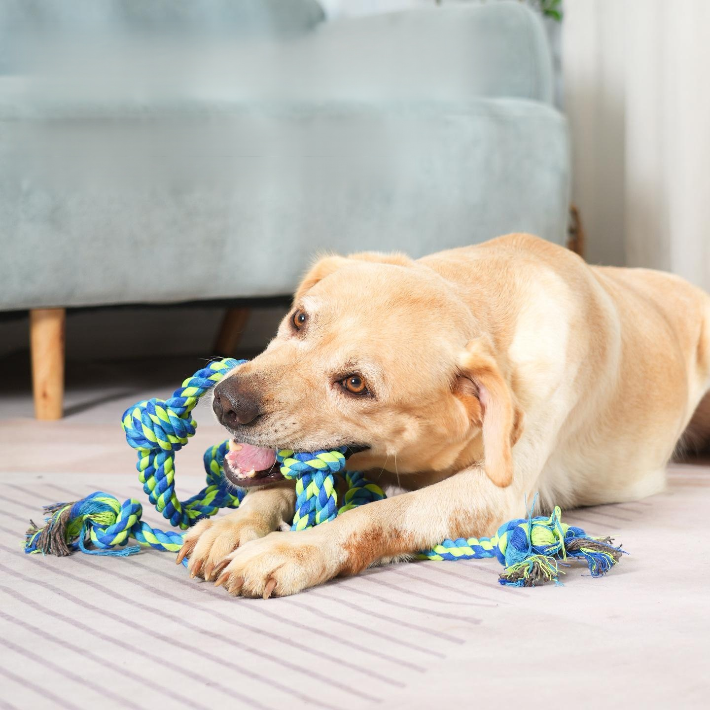 Durable Cotton Rope Toy for Large Dogs, Tug-of-War Chew Knot