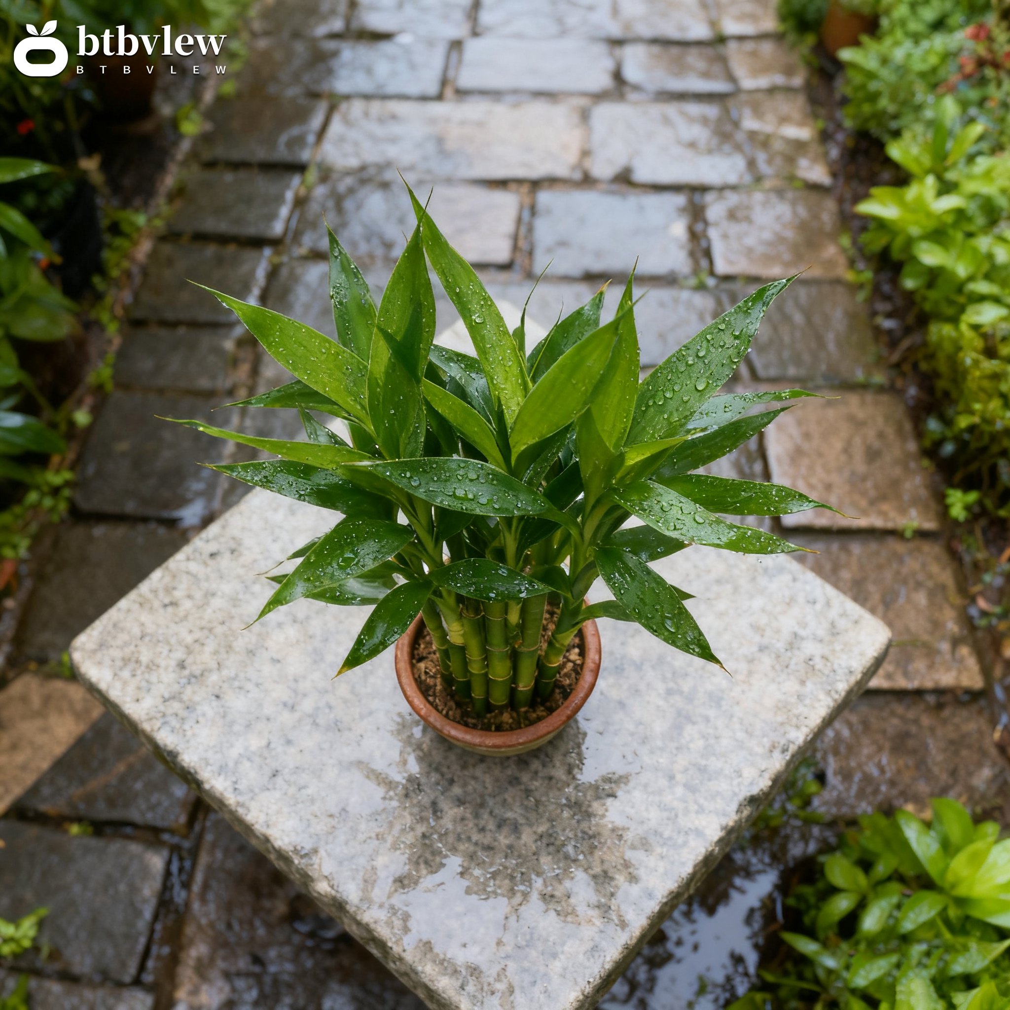 Bambus pro prosperitu