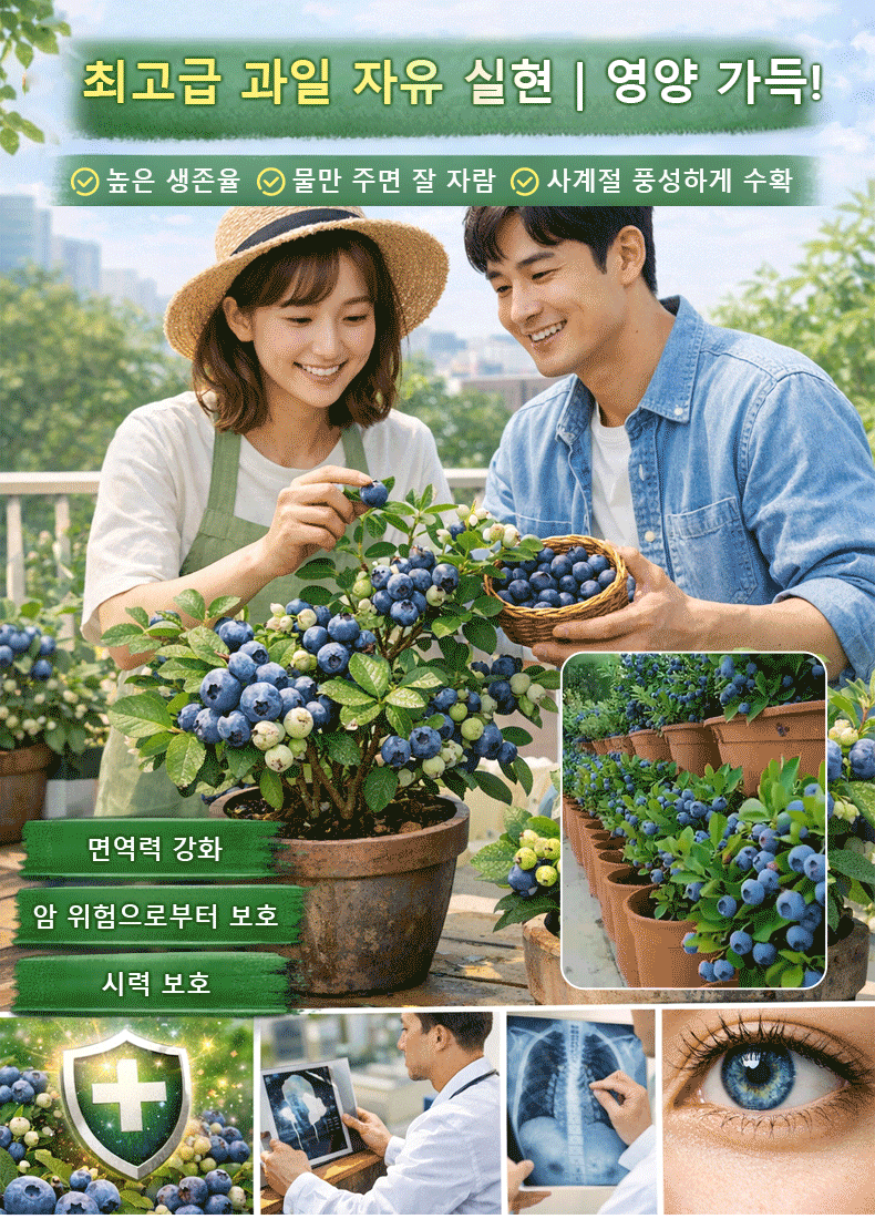 【천연 약재 창고】사계절 재배 가능한 발코니 화분 블루베리 씨앗