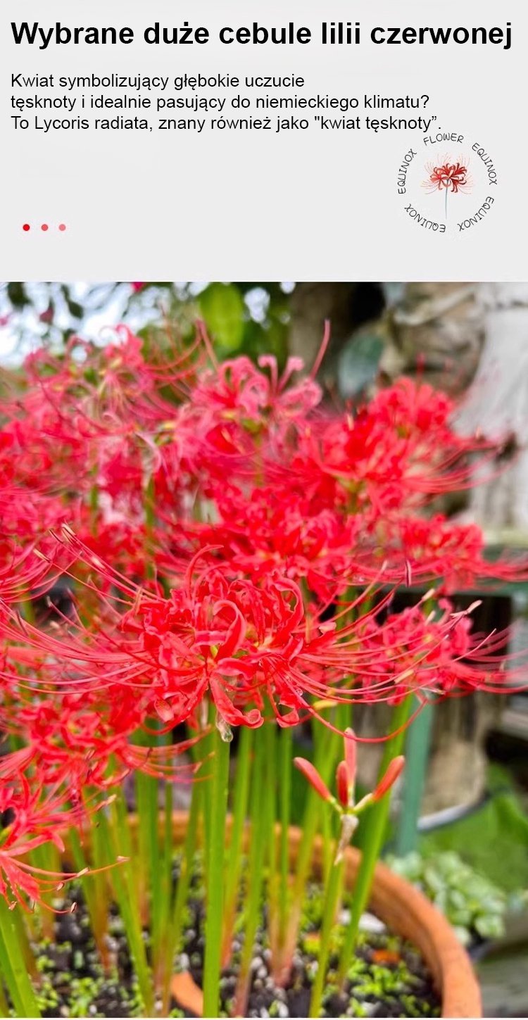 Kolorowe kwiaty Lycoris – odporność na mróz i upały