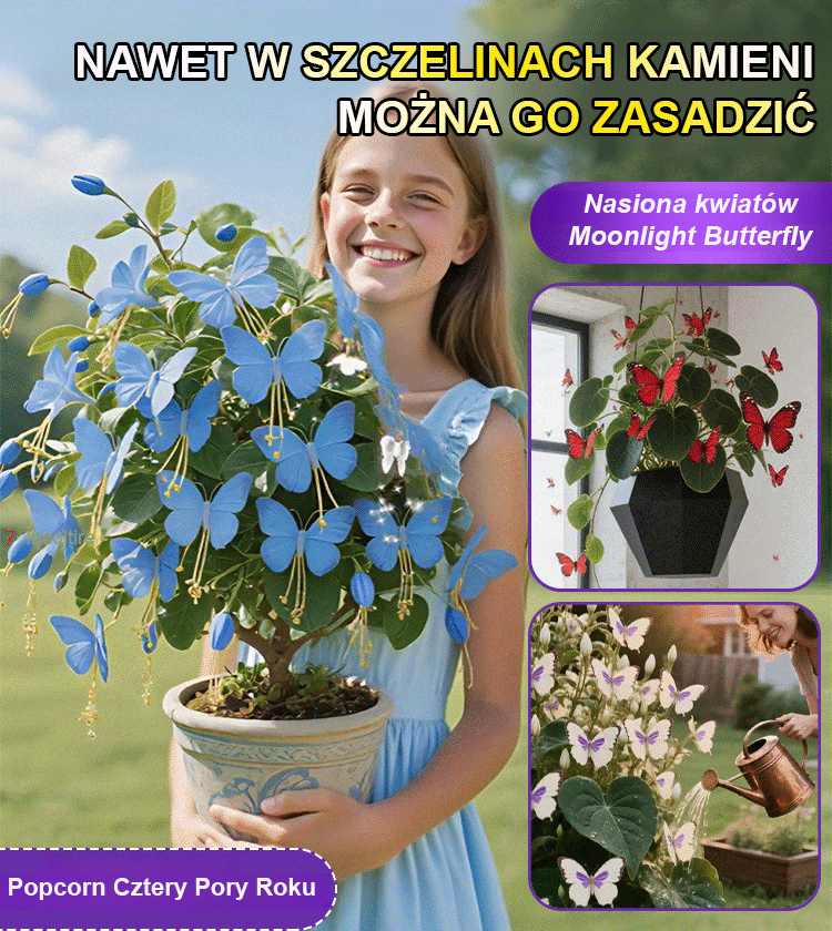 Nasiona Księżycowego Motyla