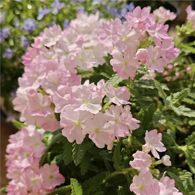 Four Seasons Planting Verbena Seeds