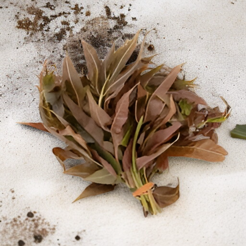 Rote Toona Samen hoher Ertrag