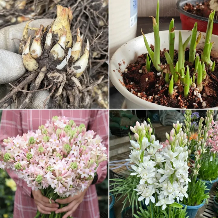 팔레노프시스 난초 실내 식물