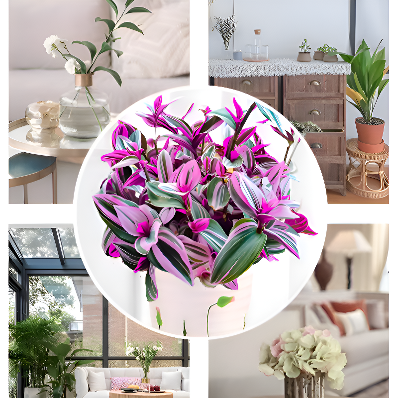 사계절 내내 푸른 보라색 잎 줄란 관엽식물