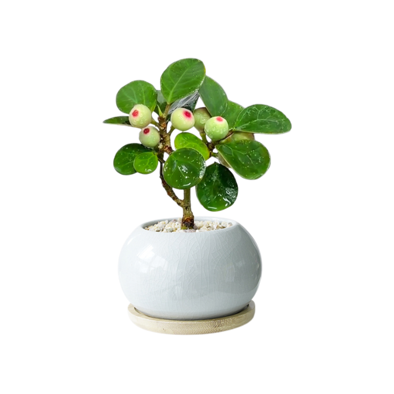 Little Bodhi Indoor Green Plant Pot