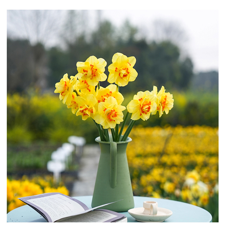 All-Season Blooming Hardy Daffodil Bulbs
