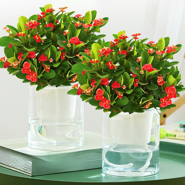 四季開花虎刺梅盆栽