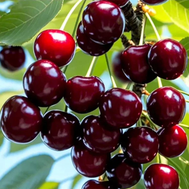 เมล็ดเชอร์รี่