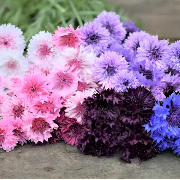 Blaue Kornblumensamen Kältebeständig Einfach zu pflegen Für Garten und Hof