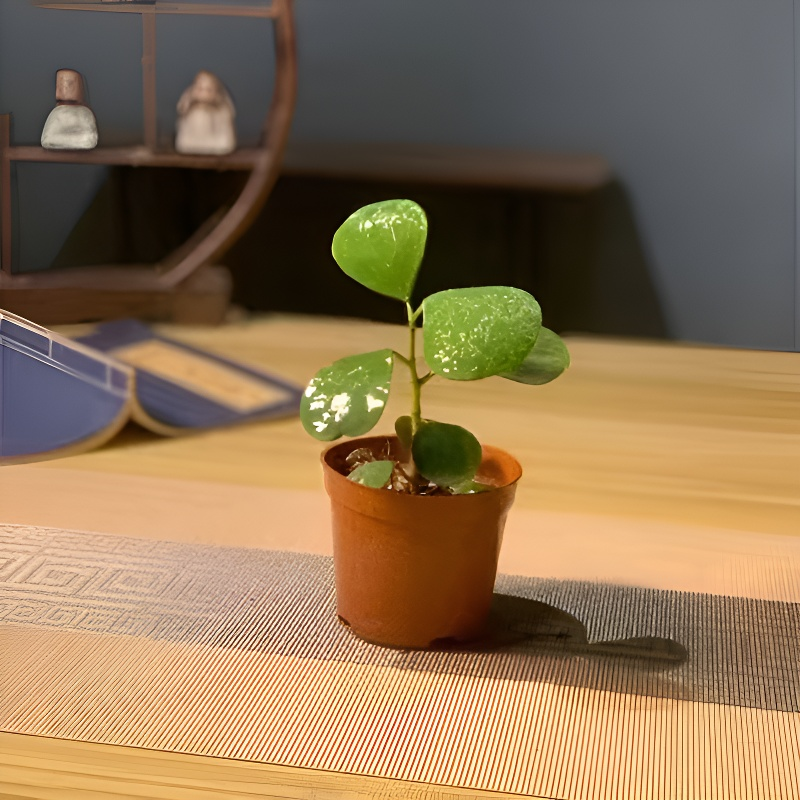 심신을 다스리는 보리향