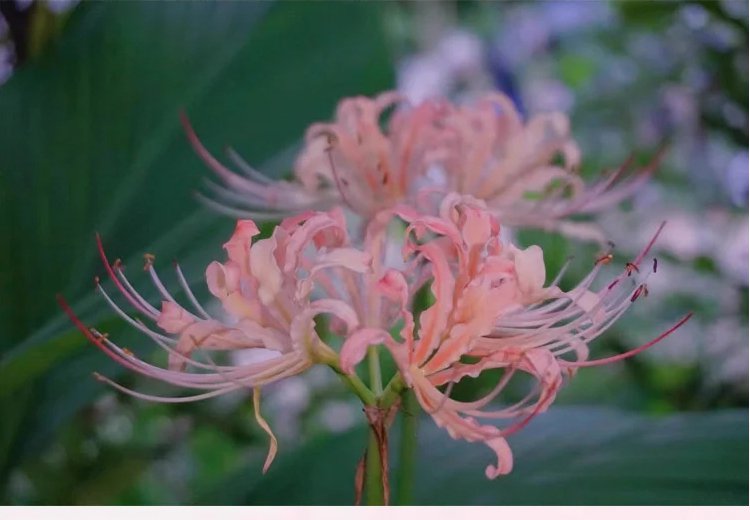 Cebulka Lycoris sadzona w doniczce