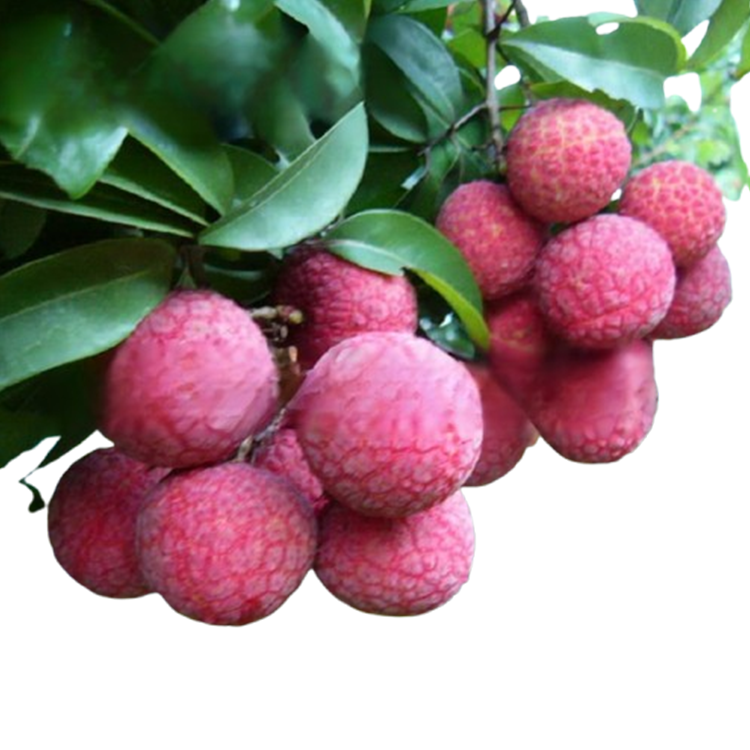 เมล็ดลิ้นจี่