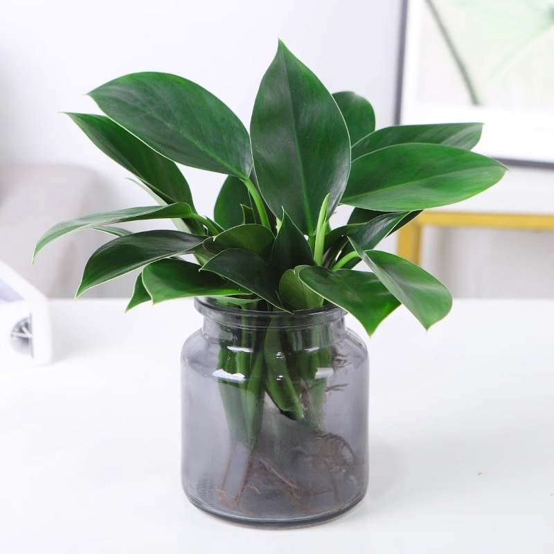 Hydroponically grown Philodendron 'Green Princess'