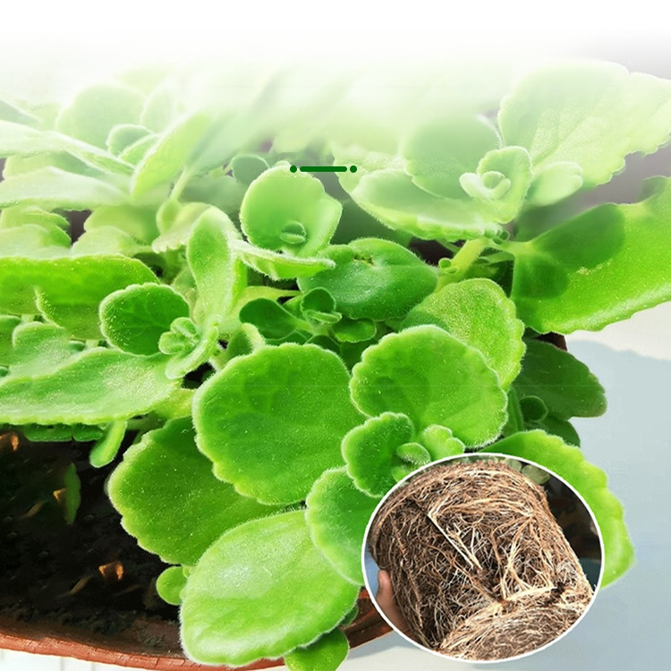 Mosquito-Repelling Potted Mint Plant