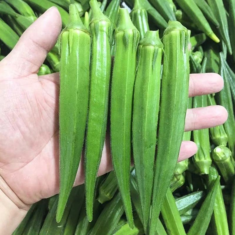 Semillas de Okra Amarilla para Balcón de Cuatro Estaciones