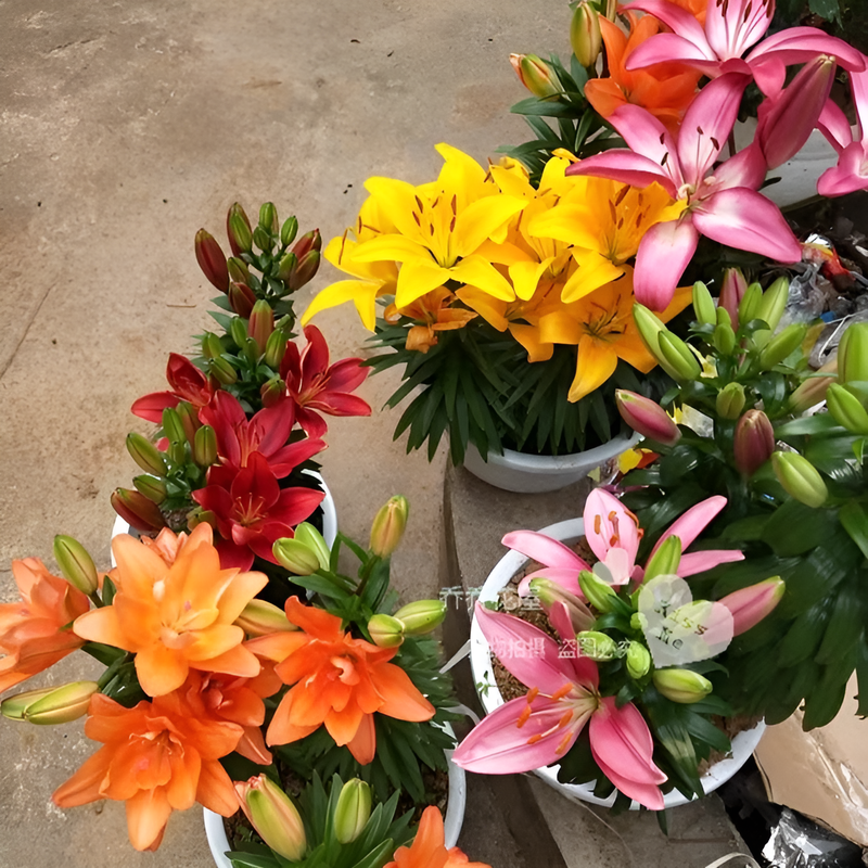 Lirios de interior en maceta