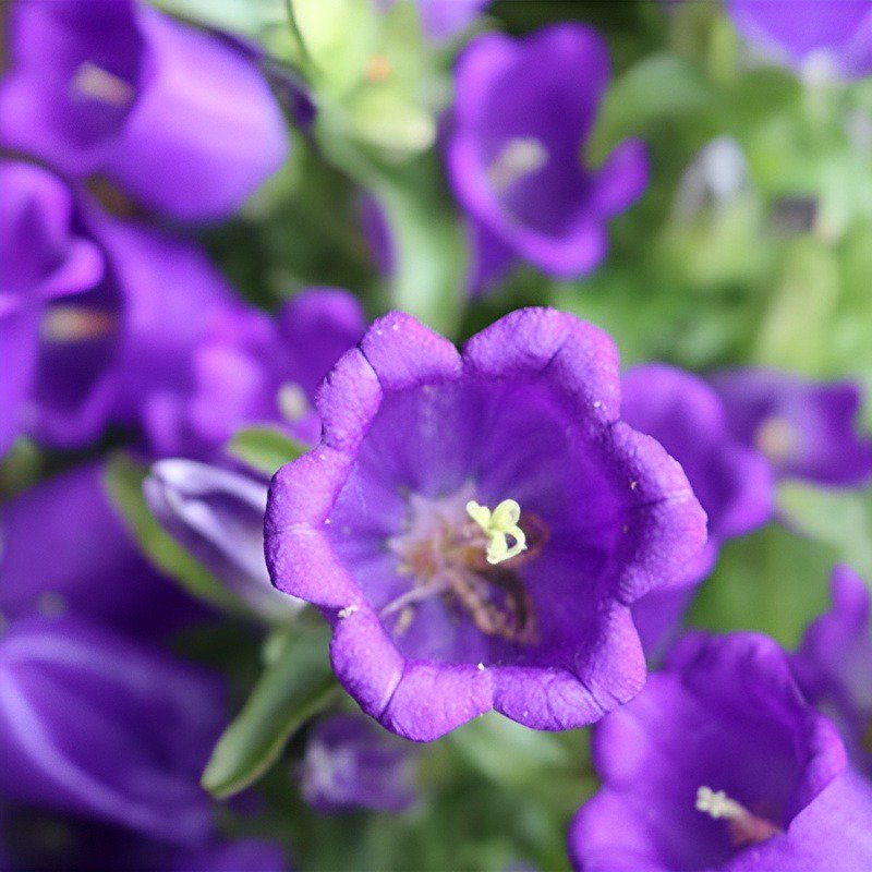 Campanula danesa de flor doble