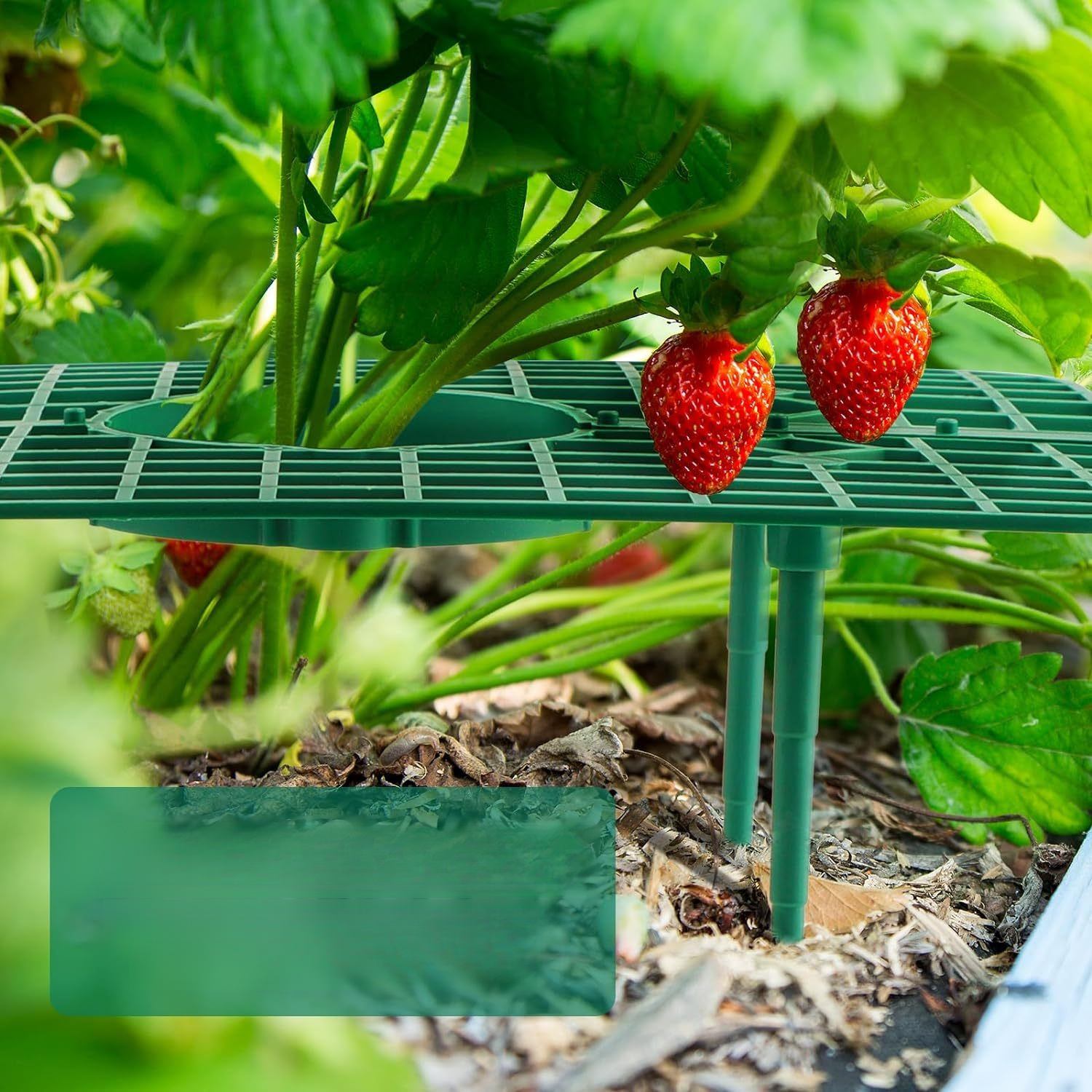 strawberry trellis