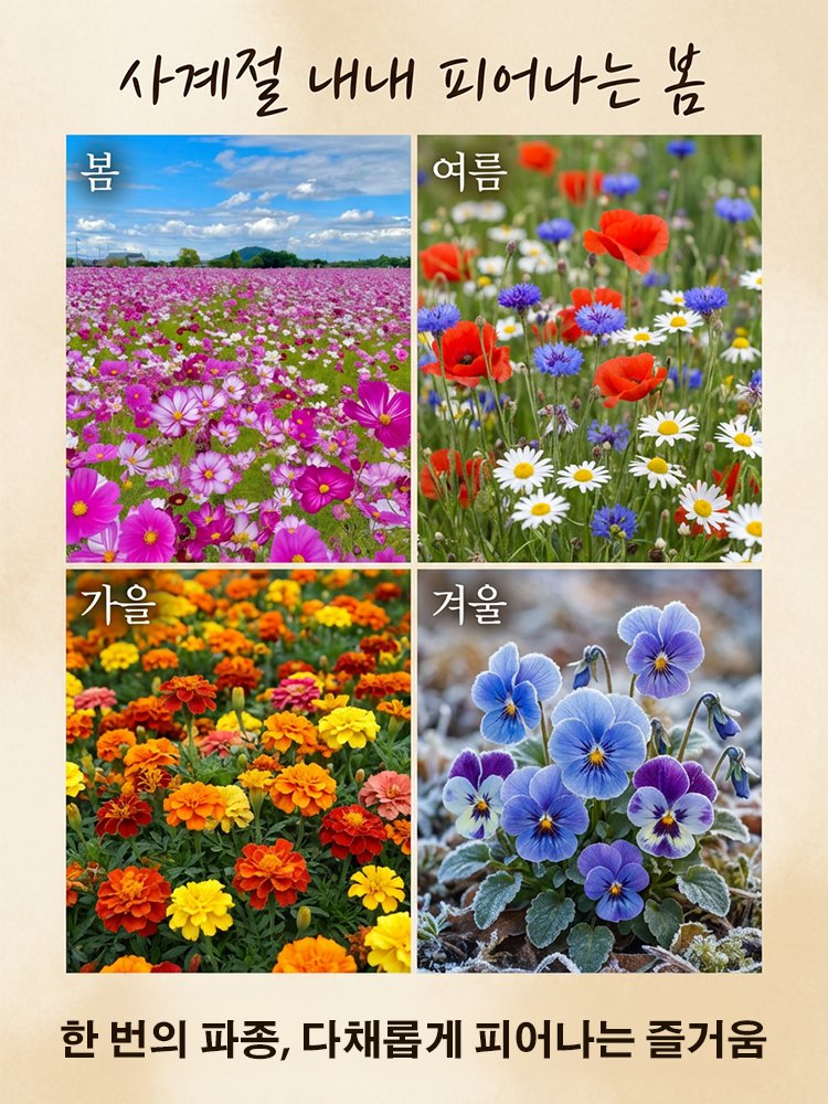 사계절 개화 혼합 색상 꽃씨, 연중 피어나는 꽃, 시들지 않아요!