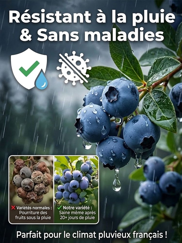 Plant de myrtillier bio à gros fruits, haute production, garantie de reprise ou remboursé