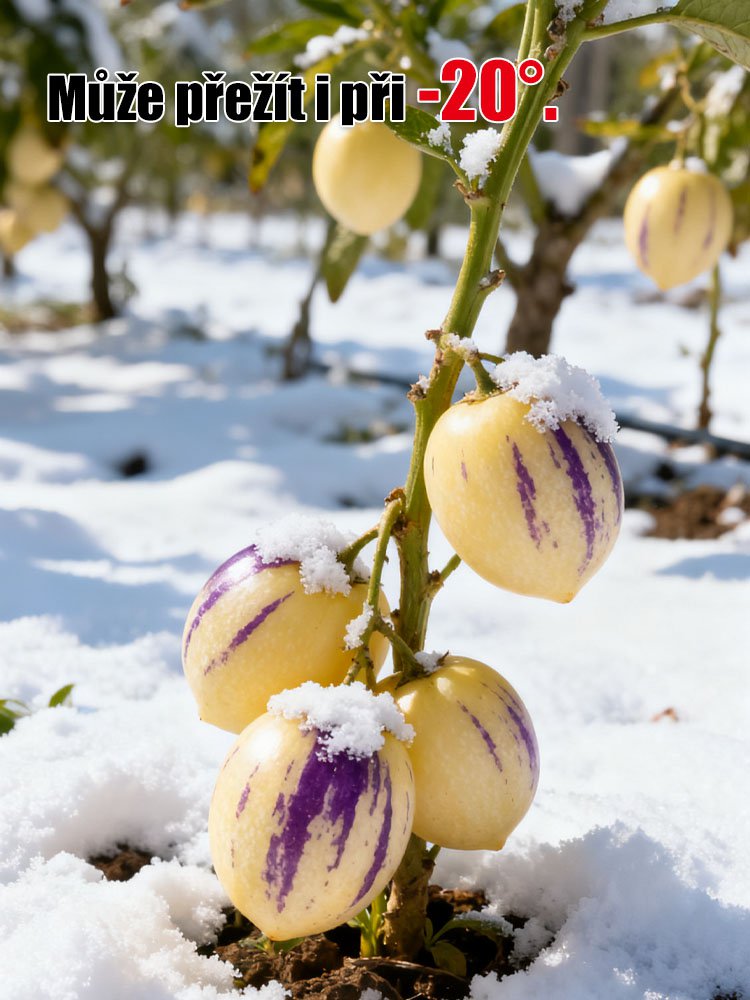 JS-Hypoglykemické a antihypertenzní mléko žluté maso hrnkové ženšen ovoce (doprava zdarma)