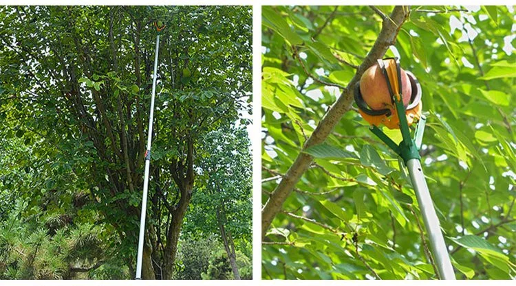 Zrywanie owoców bez uszkodzeń silikonową zrywaką