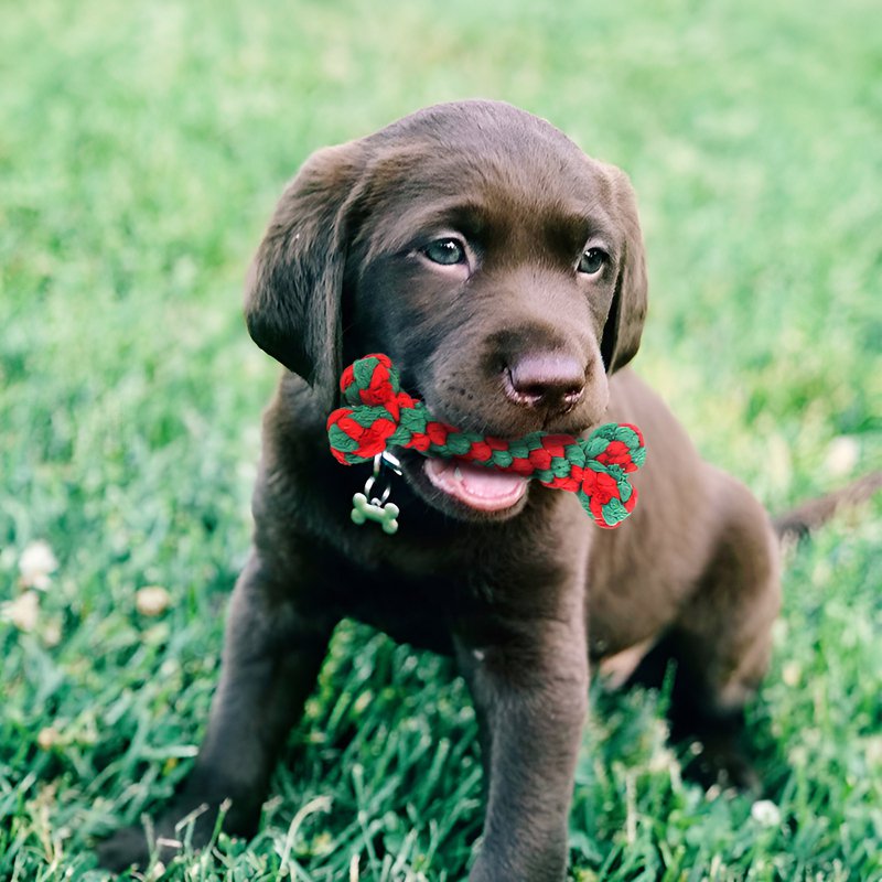 狗狗啃咬磨牙繩結