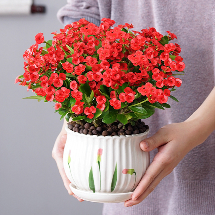 四季開花虎刺梅盆栽