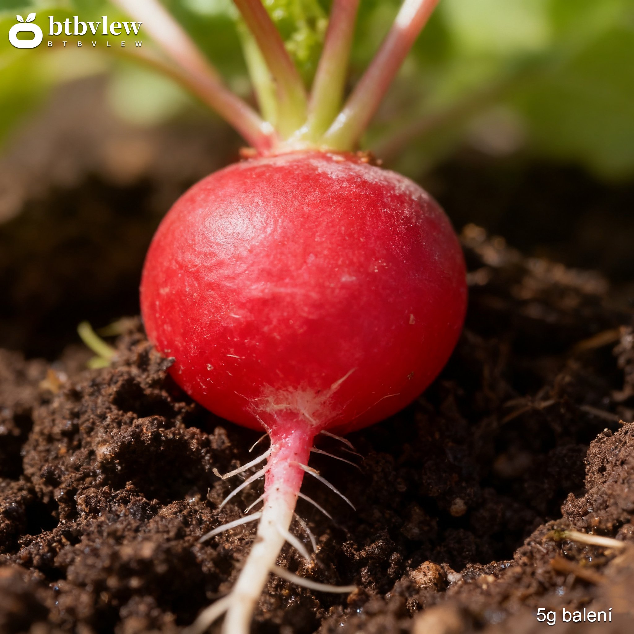 Černé ředkvičky semena