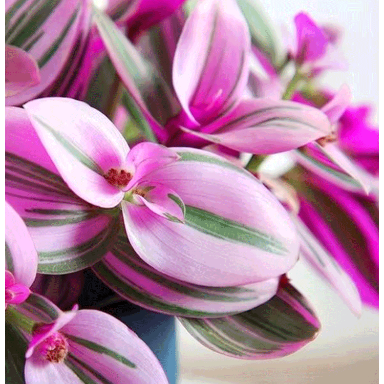 보라색 거미식물 (화분)