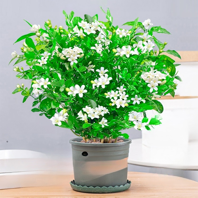 Mosquito repellent, strong fragrance, four season flowering, nine spice potted plant