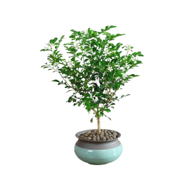 Mosquito repellent, strong fragrance, four season flowering, nine spice potted plant