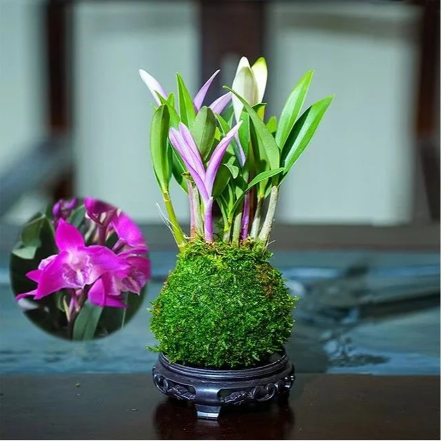 Potted Dendrobium Orchid