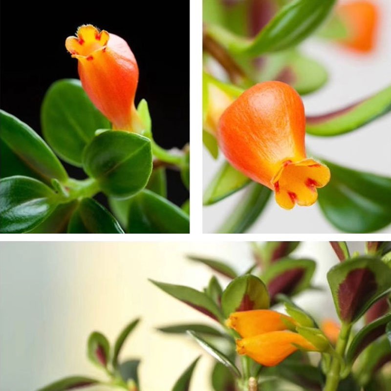 【蚊よけ】キンギョの花のつる蘭は寒さに耐え、熱に耐えてホルムアルデヒドを吸収し、生きやすい苗木を育てることができる