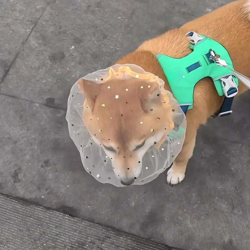 小型犬用盗難・誤飲防止メッシュヘッドギア