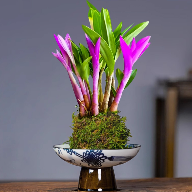 덴드로비움 화분 식물