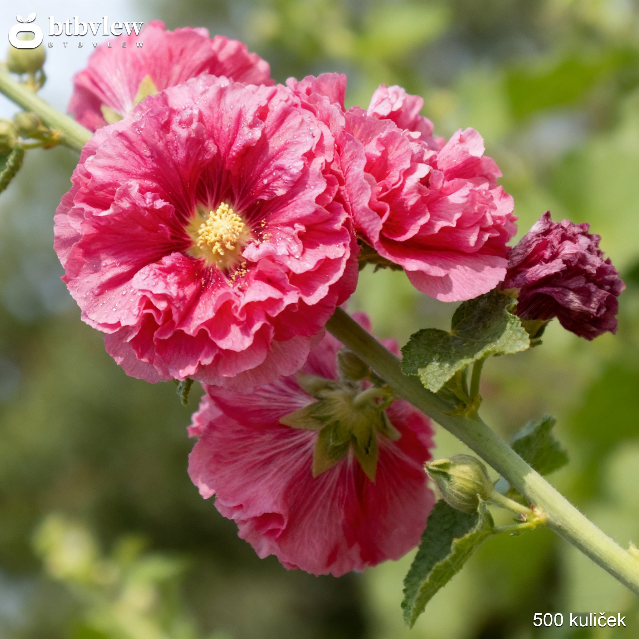 Dvojitě kvetoucí semena slézu (Alcea)