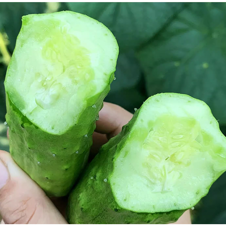 Semillas de pepino seco 