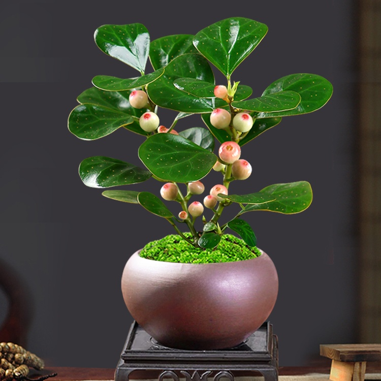 Fruiting Bodhi Tree Bonsai