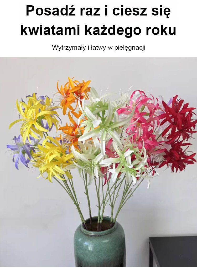 Odporny na upały kwiat Lycoris