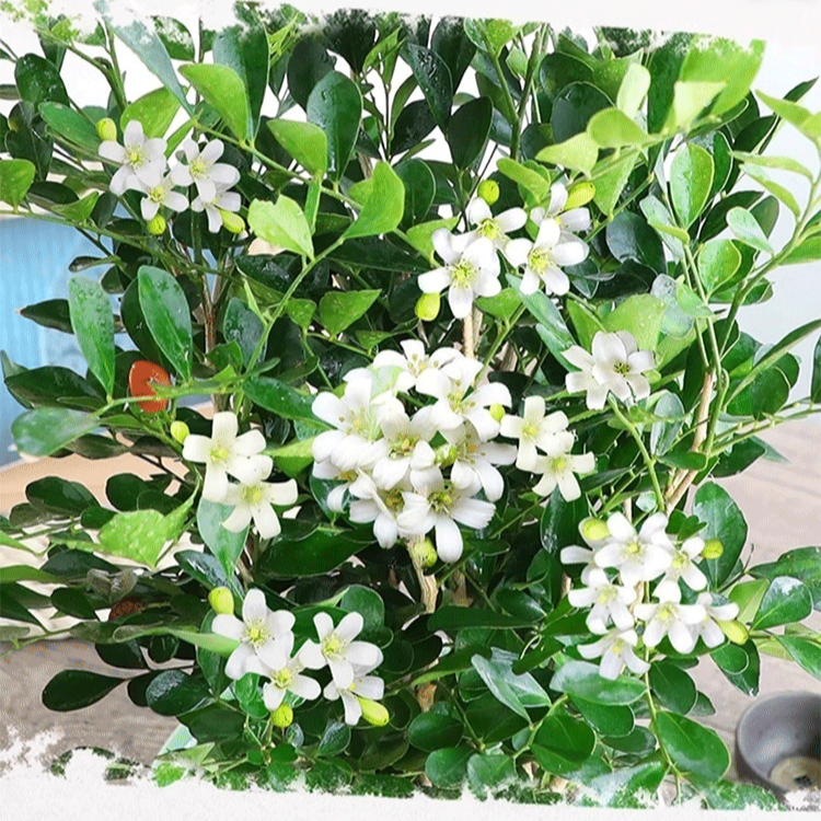 Mosquito repellent, strong fragrance, four season flowering, nine spice potted plant