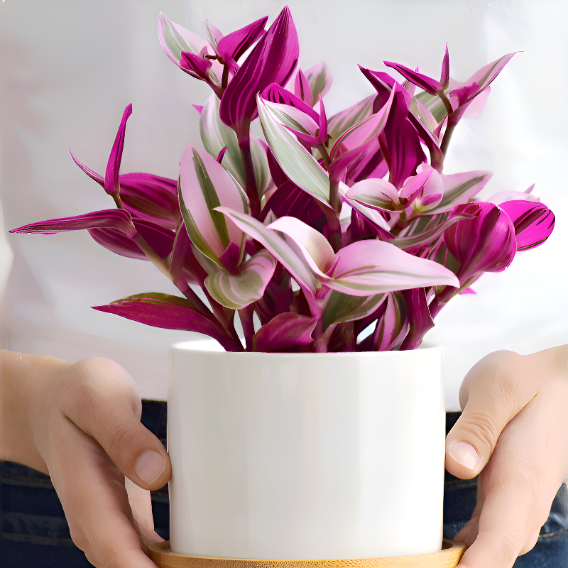 사계절 내내 푸른 보라색 잎 줄란 관엽식물