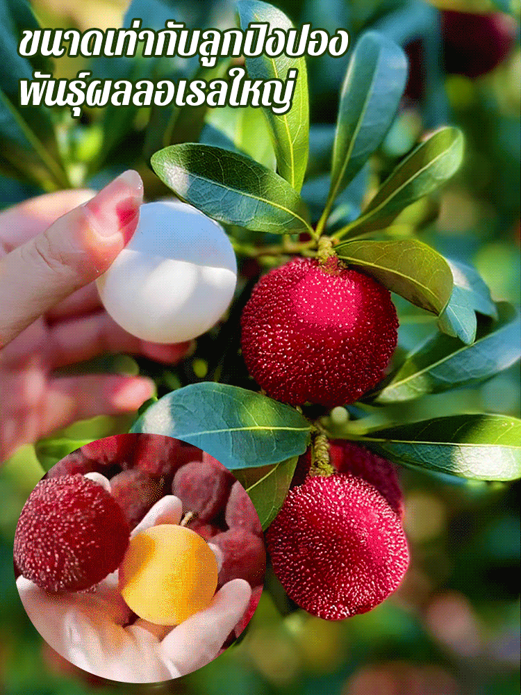 【ผลใหญ่กว่าลูกปิงปอง】เมล็ดหยางเหมยตงขุย